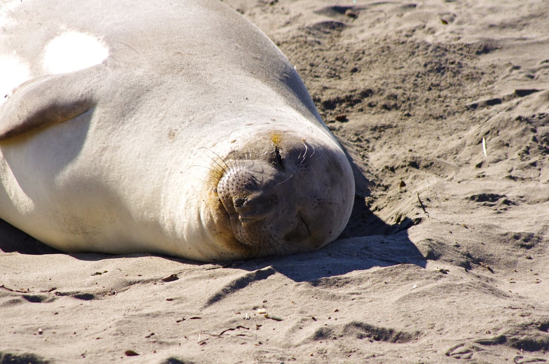 16140353640_511e277dd2_o