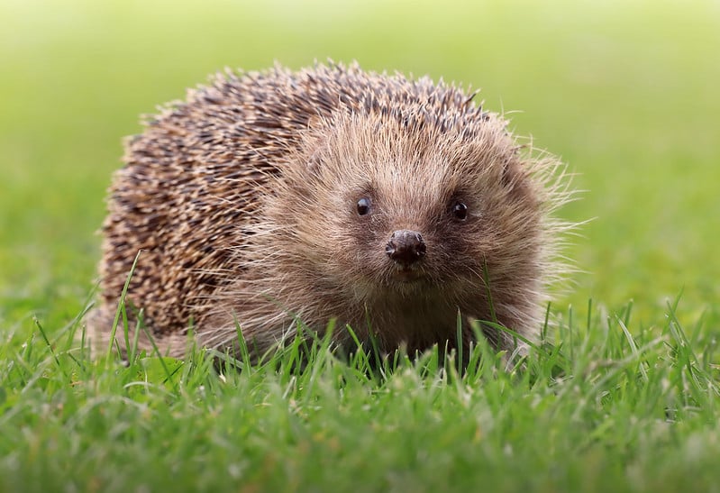 51908011219_dda005b22e_c