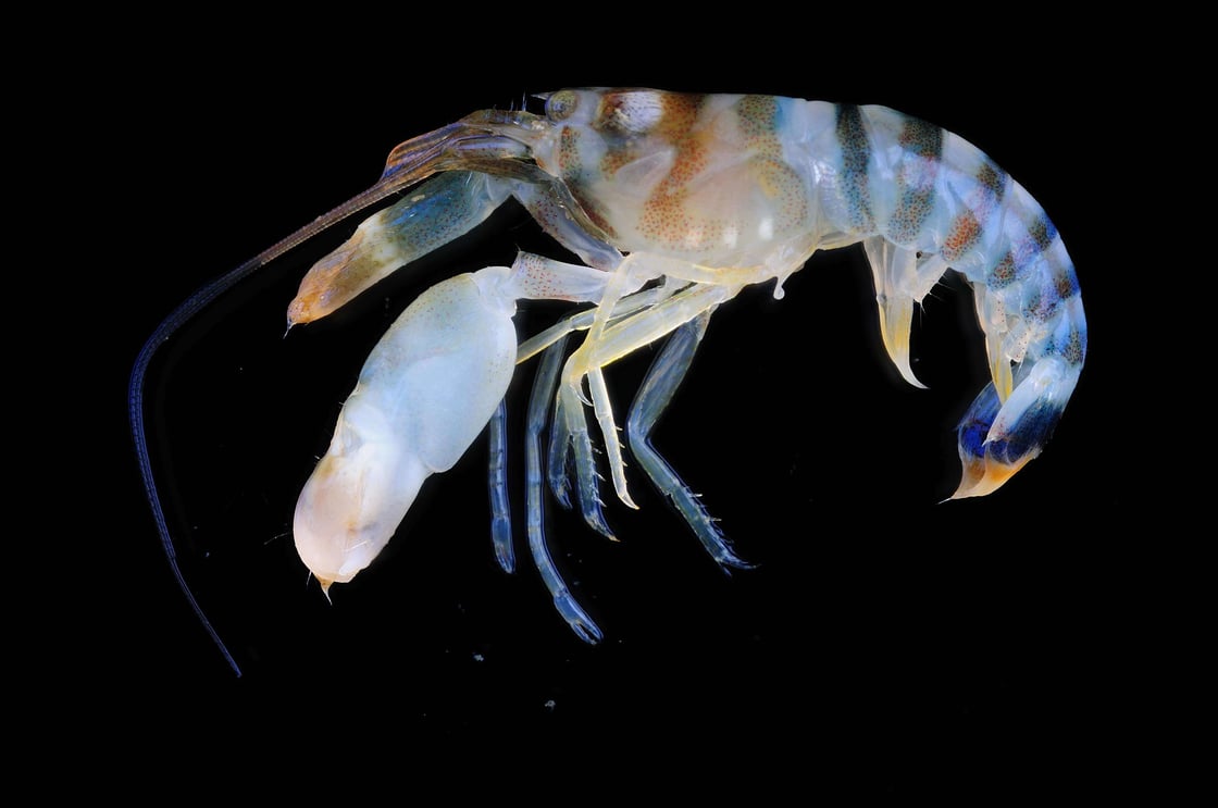 Alpheidae_(MNHN-IU-2010-5226)