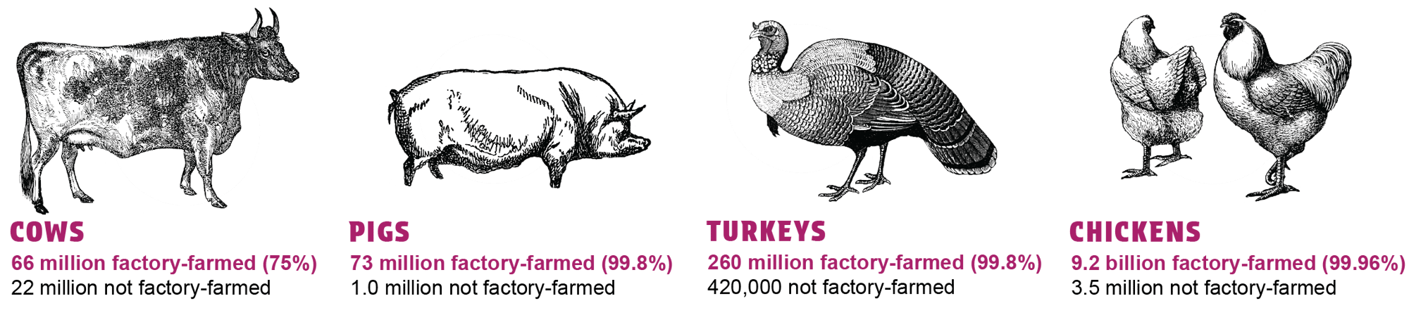 Animal Factory Farming Infographic