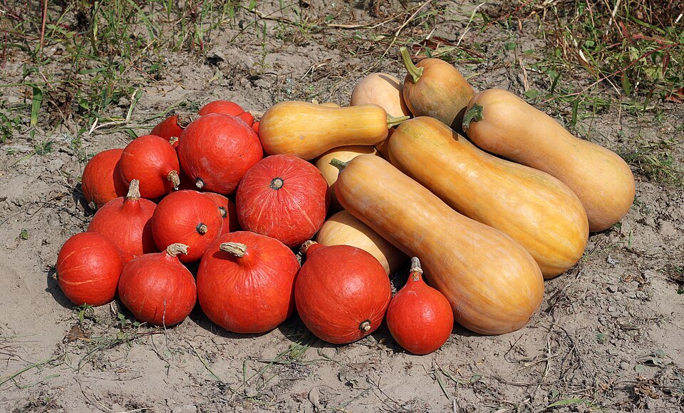 GOURD2