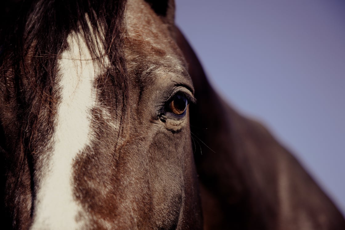 Horse_eye_2014