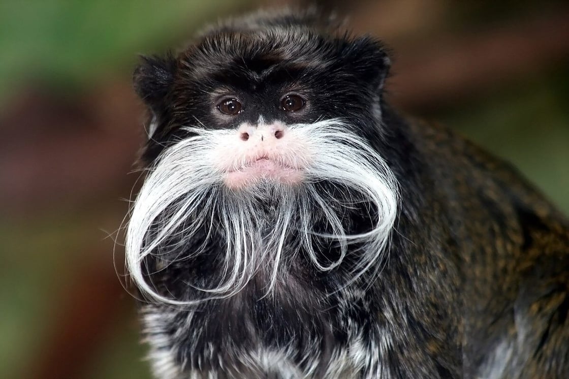 1200px-Tamarin_portrait