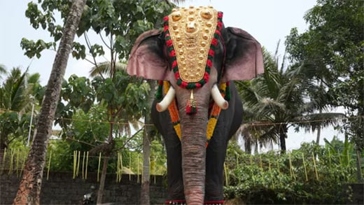 Robotic Elephant 10mar25