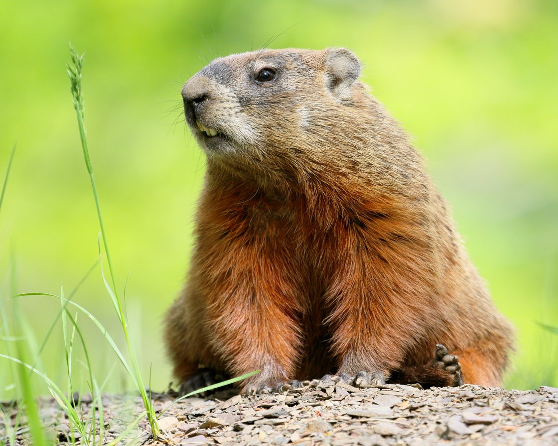 Marmota_monax_UL_19