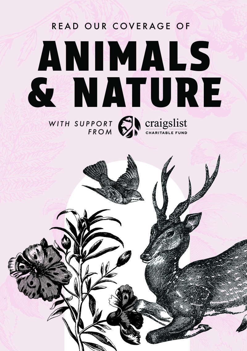 New-Animals-Email-Banner2-1