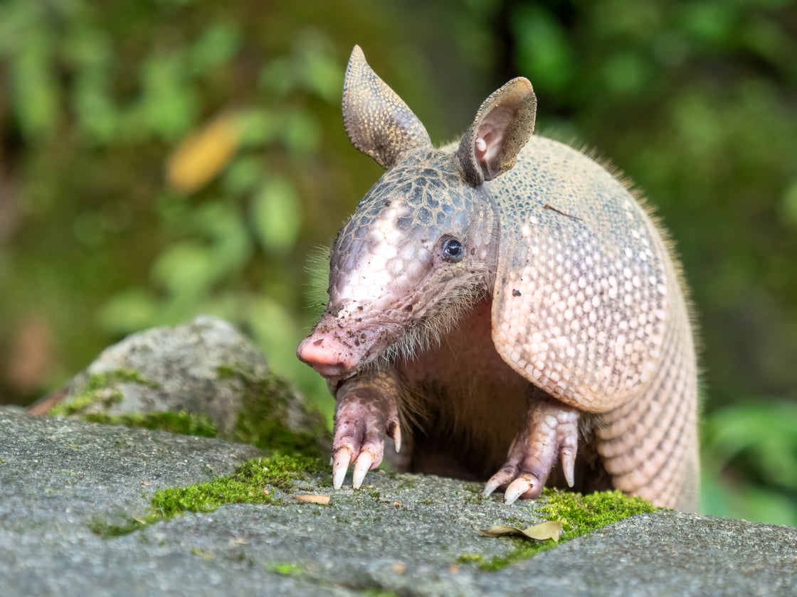 Nine-banded_armadillo_(13594)
