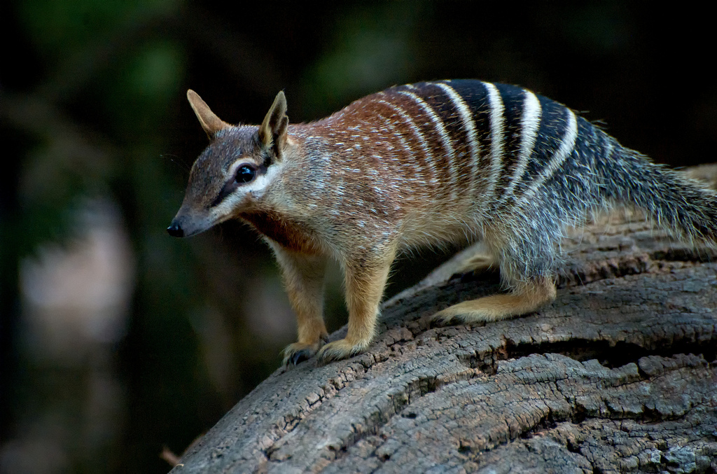 Numbat_Full_Standing