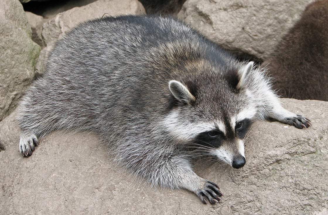 Raccoon_(Procyon_lotor)_3