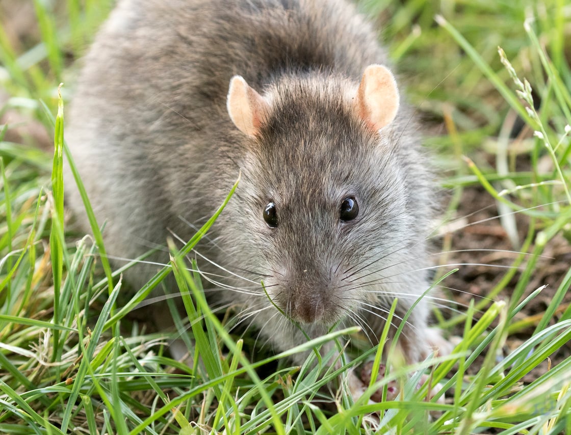 Rattus_norvegicus_-_Brown_rat_03