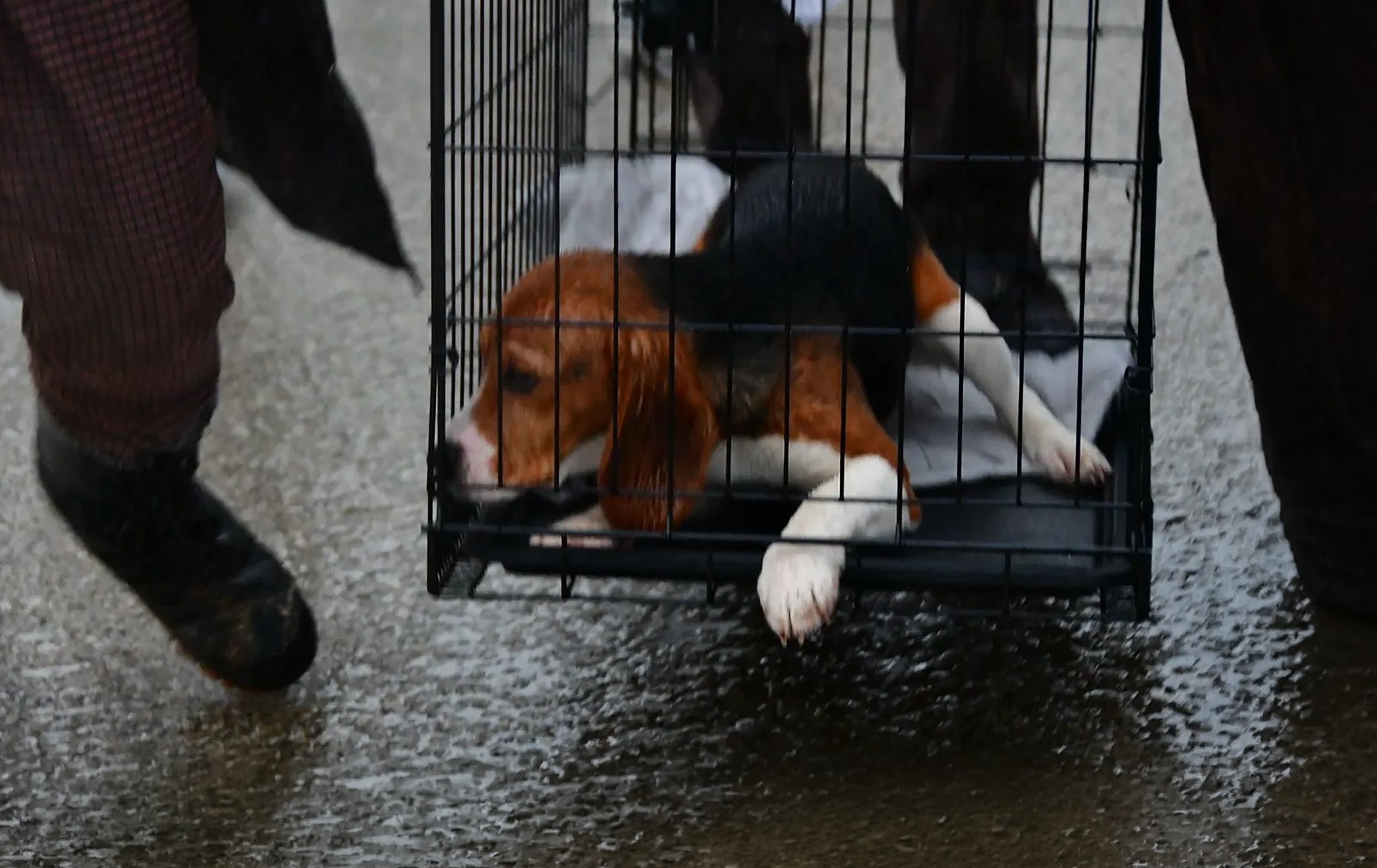 Save-the-Beagles-Online-Image3