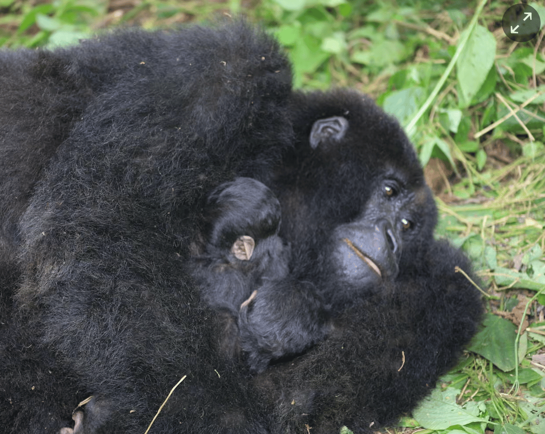 Screenshot 2026-01-20 at 3.42.04 PM