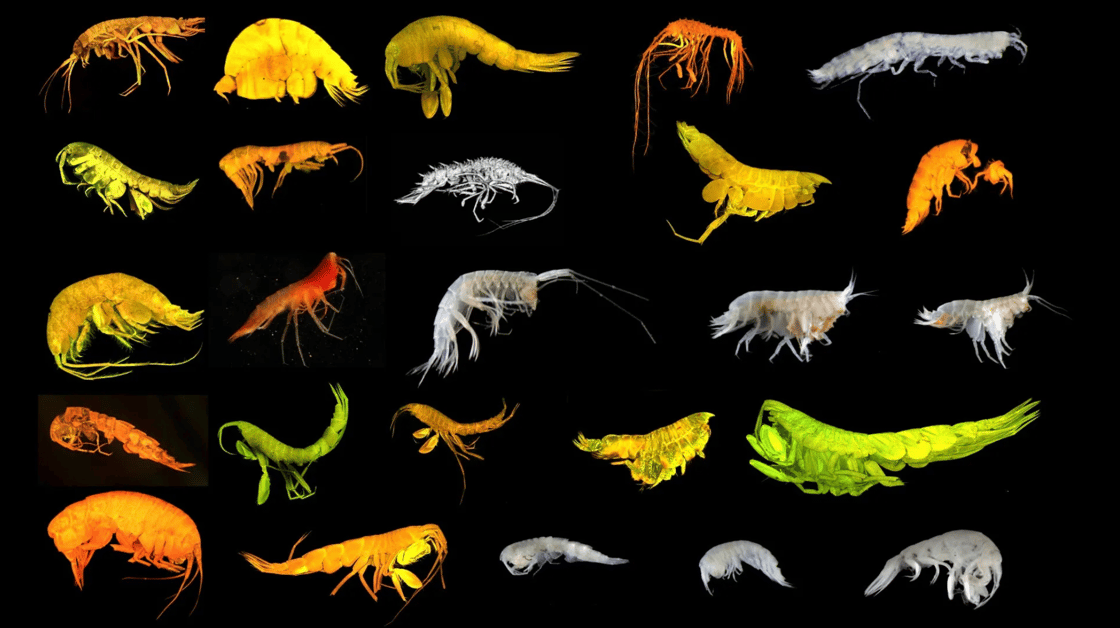 Screenshot 2026-03-31 at 4.01.47 PM