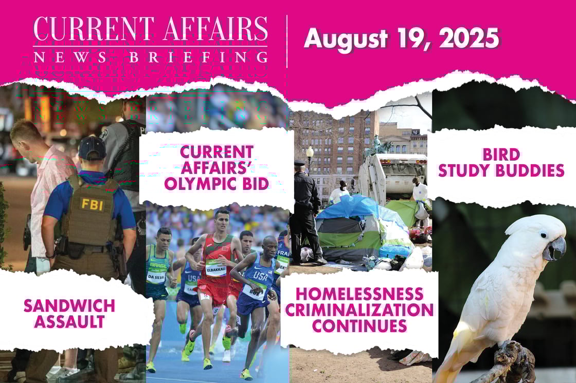 Four square images, from left to right: A man in a pink shirt being arrested, runners on an Olympic track, police raiding a homeless encampment, and a white cockatoo.