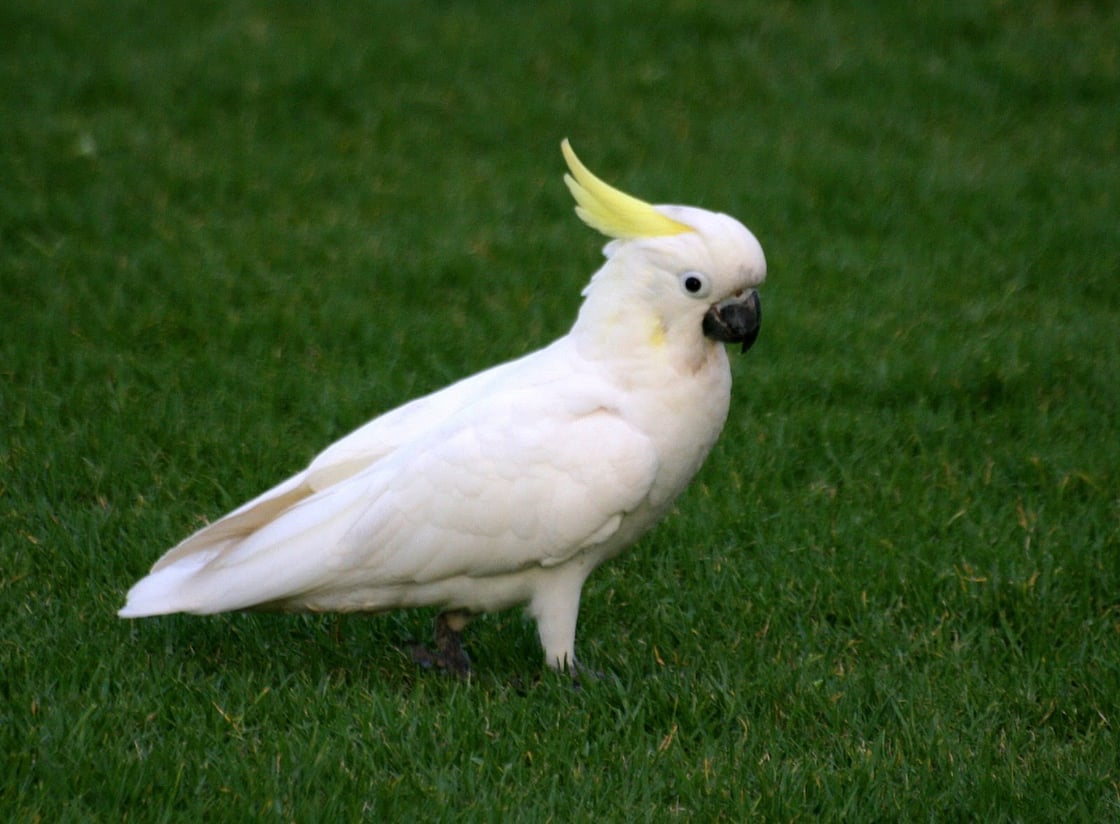 A white cockatoo with a yellow crest. It is presumably Australian. 