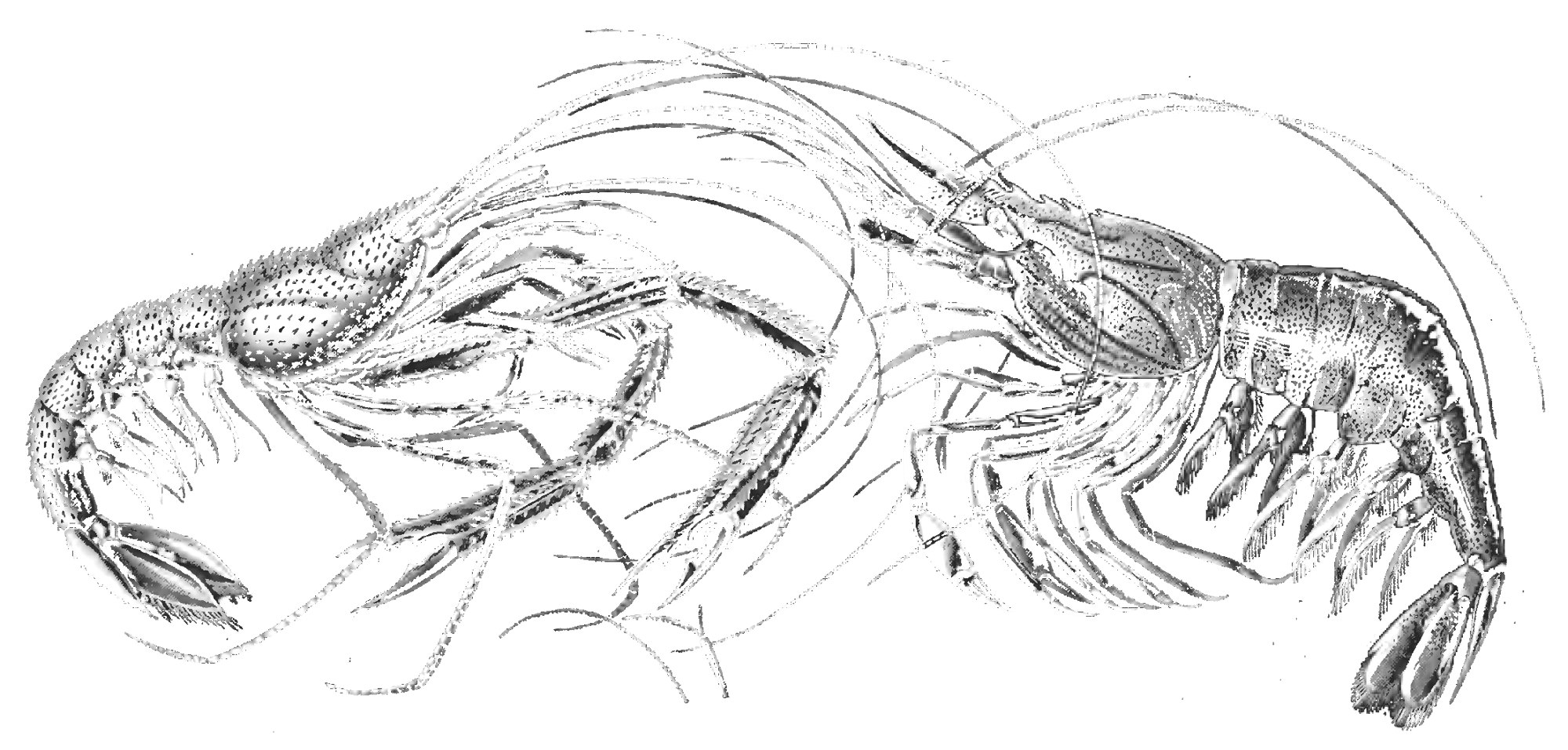 kunstformenderna-shrimp