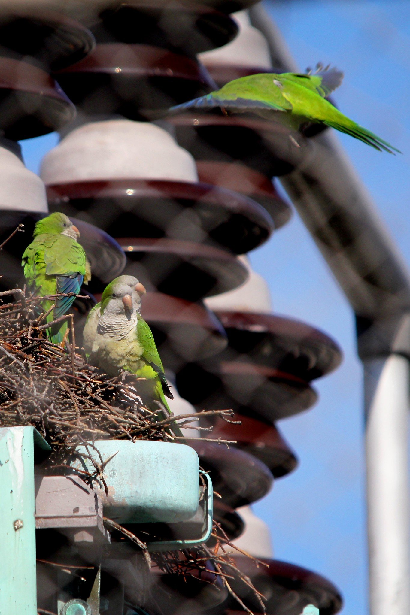 monk-parakeets 1