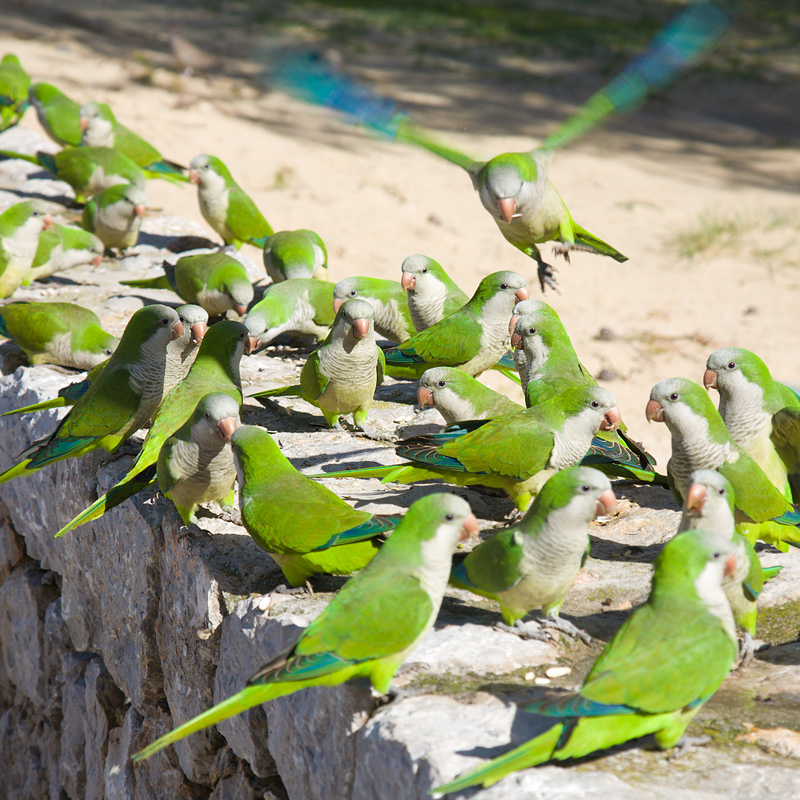 monk-parakeets-2