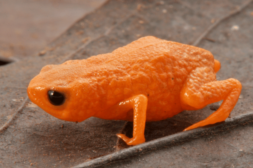 pumpkin-toadlet-new.jpg