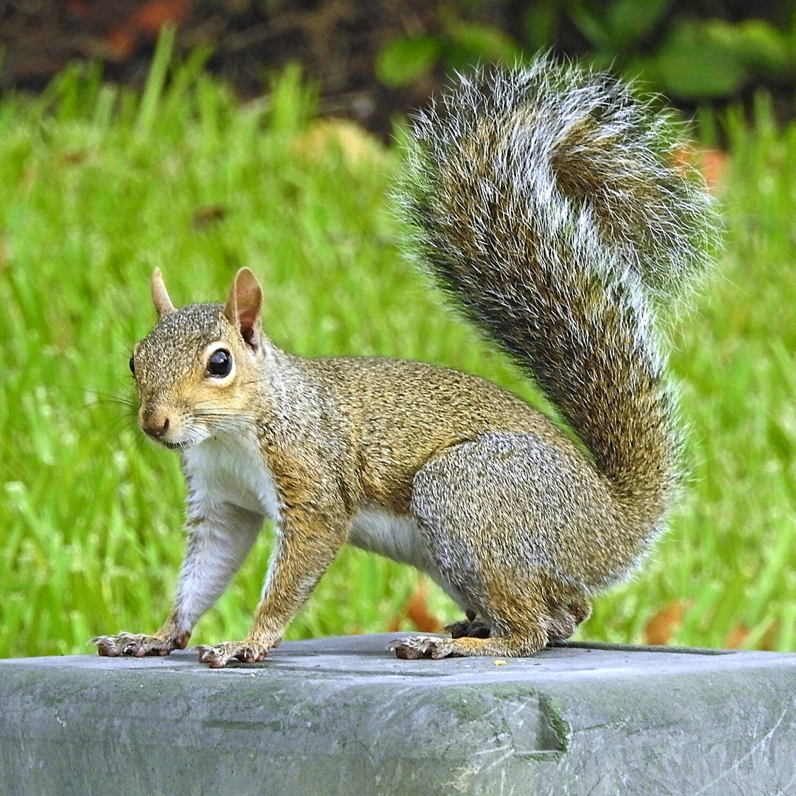 squirell
