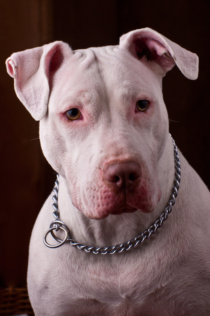Racism and the American Pit Bull
