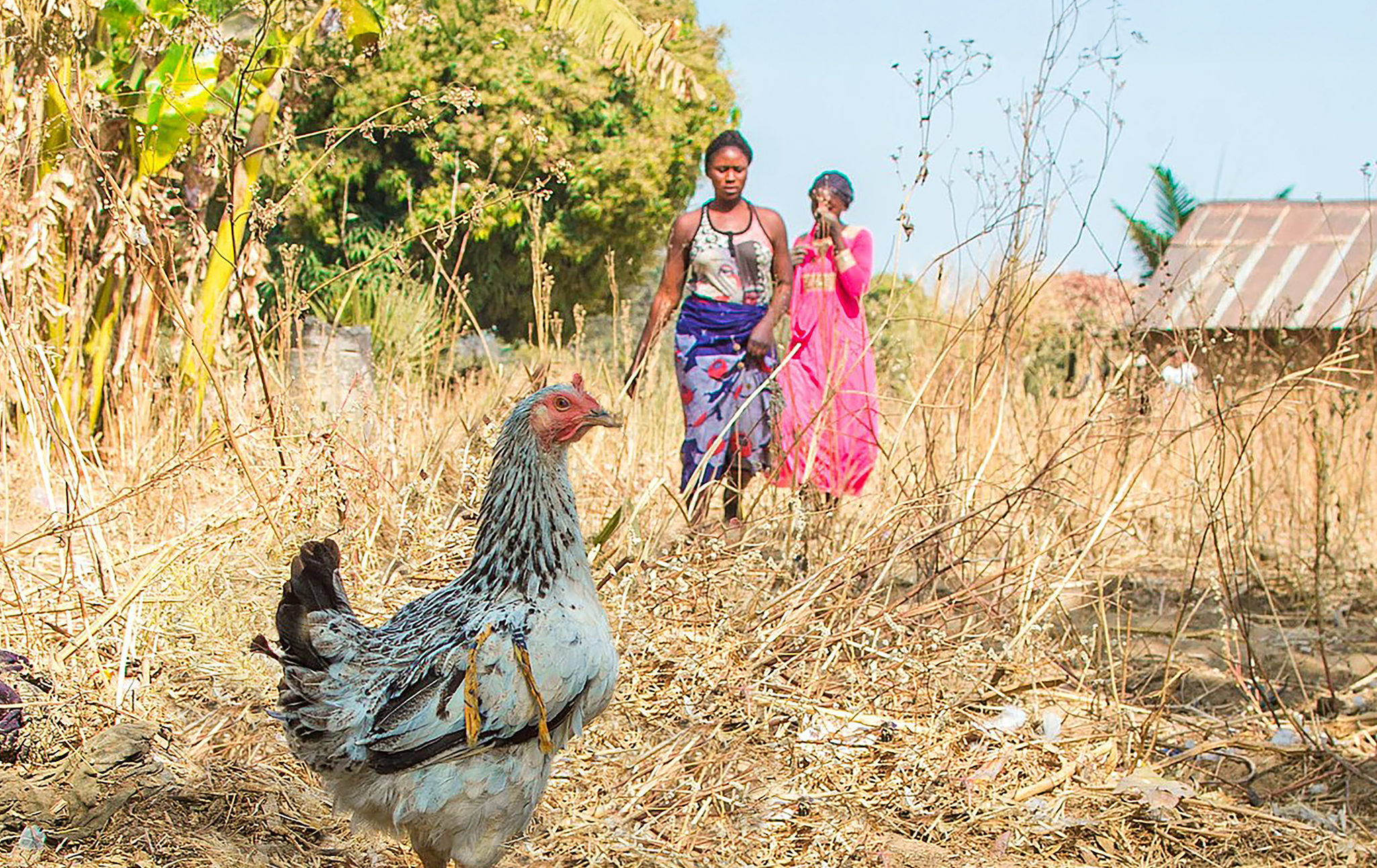 The Nigerian Chicken Revolution
