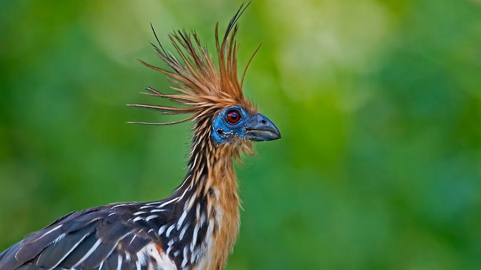 hoatzin
